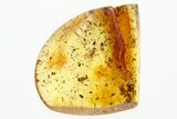 Fossil Ant-Like Leaf Beetle (Palaeocnopus) in Baltic Amber #307626-1